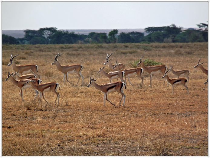 Dans les environs du Lac Ndutu (Serengeti)