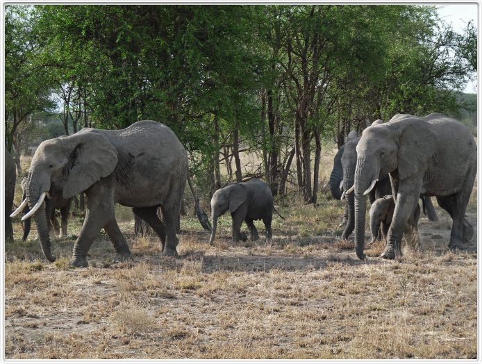 Dans les environs du Lac Ndutu (Serengeti)