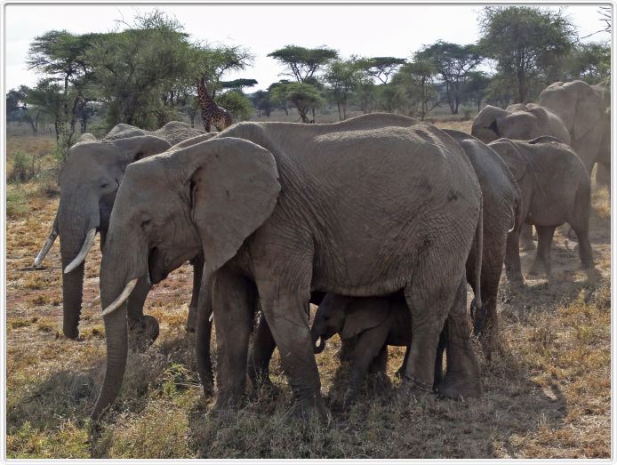 Dans les environs du Lac Ndutu (Serengeti)