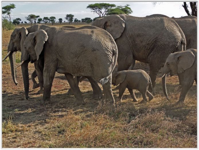 Dans les environs du Lac Ndutu (Serengeti)