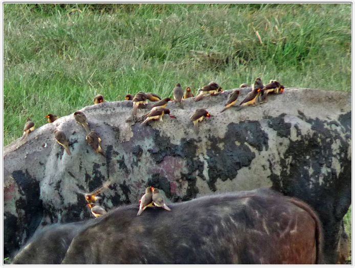 Dans les environs du Lac Ndutu (Serengeti)