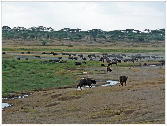 Dans les environs du Lac Ndutu (Serengeti)