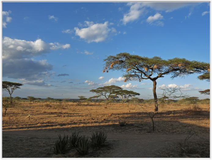 Ndutu Safari Lodge