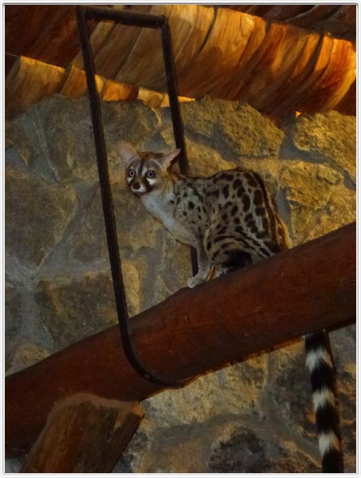 Ndutu Safari Lodge