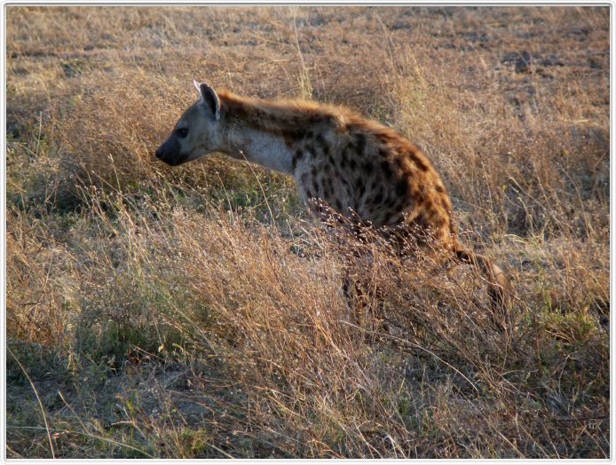 Safari matinal dans la région du Lac Ndutu