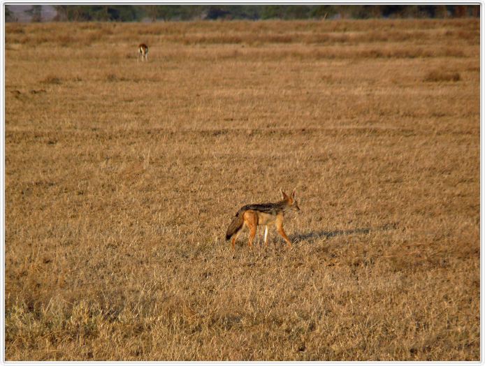 Safari matinal dans la région du Lac Ndutu