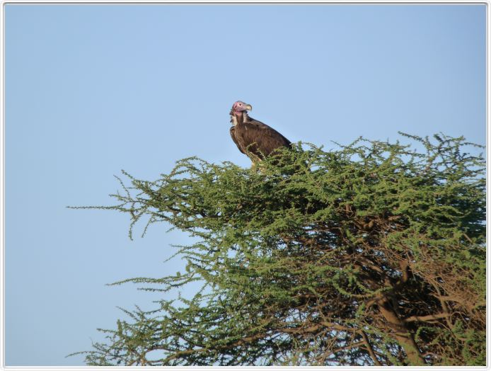 Safari matinal dans la région du Lac Ndutu