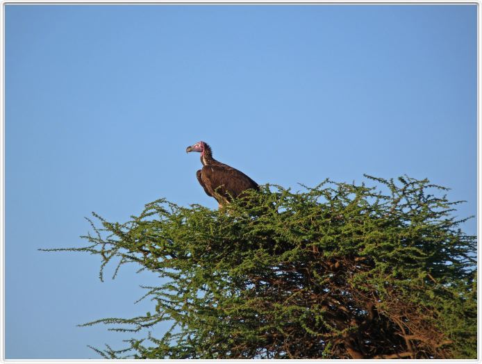 Safari matinal dans la région du Lac Ndutu