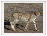 Safari matinal dans la région du Lac Ndutu
