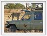 Safari matinal dans la région du Lac Ndutu