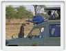 Safari matinal dans la région du Lac Ndutu