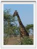 Safari matinal dans la région du Lac Ndutu