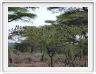 Ndutu Safari Lodge