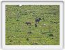 Journée de safari dans le Serengeti (région de Lobo)