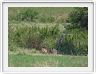 Journée de safari dans le Serengeti (région de Lobo)