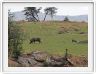 Journée de safari dans le Serengeti (région de Lobo)