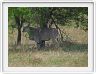 Journée de safari dans le Serengeti (région de Lobo)