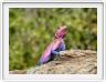 Notre lodge : Lobo wildlife Lodge