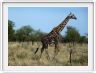 Le Serengeti en direction de Seronera
