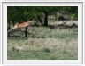 Le Serengeti en direction de Seronera