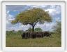 Le Serengeti en direction de Seronera