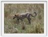Le Serengeti en direction de Seronera