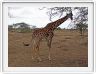 Le Serengeti en direction de Seronera