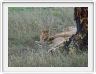 Le Serengeti en direction de Seronera