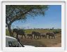 Serengeti, la région de Seronera
