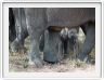 Serengeti, la région de Seronera