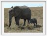 Serengeti, la région de Seronera