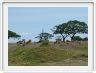 Serengeti, la région de Seronera