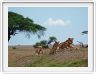 Serengeti, la région de Seronera