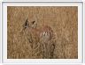 Parc national Tarangire