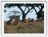 Serengeti, la région de Seronera