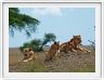 Serengeti, la région de Seronera