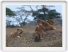 Serengeti, la région de Seronera