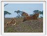 Serengeti, la région de Seronera