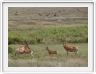 Serengeti, la région de Seronera