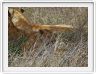 Serengeti, la région de Seronera