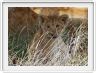 Serengeti, la région de Seronera