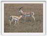 Serengeti, la région de Seronera