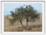 Serengeti, la région de Seronera