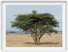 Serengeti, la région de Seronera