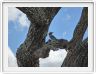 Parc national Tarangire