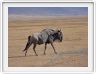 Safari dans le  Cratère de Ngorongoro