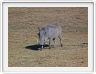 Safari dans le  Cratère de Ngorongoro