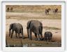 Parc national Tarangire