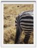Safari dans le  Cratère de Ngorongoro