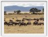 Safari dans le  Cratère de Ngorongoro